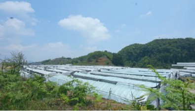 贵州织金：发展反季节食用菌种植，提高市场竞争力