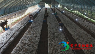 产量高、采摘密度大、价格稳，湖南常宁双溪村茶树菇开始采收