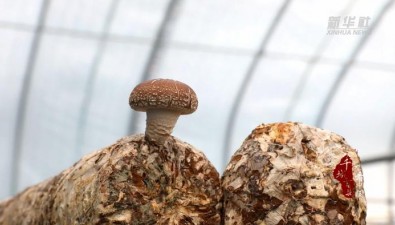 河北双滦：香菇产业推进“农业+”多业态融合