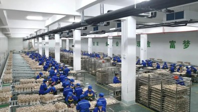 日产鹿茸菇100余吨！贵旺生物二期工厂鹿茸菇生产线已投用