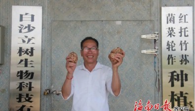 海南白沙高峰村：林下菌菇产业再升级，虎乳灵芝迎丰收