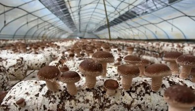 贵州道真：梅江村72个食用菌大棚，产值达600万元