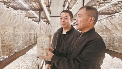 林桂荣：科企合作，带动竹荪等菌菇品种增收