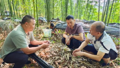 贵州省红托竹荪菌包脱袋覆土栽培技术走向省外