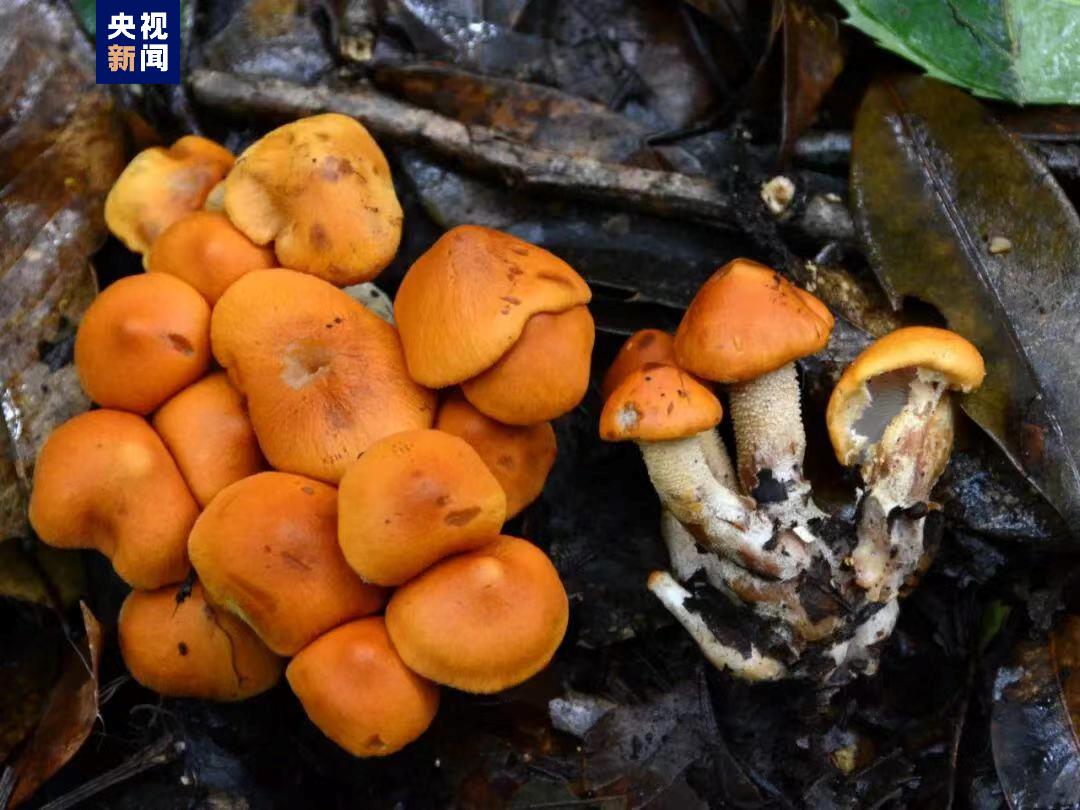 云南发现大型真菌新物种