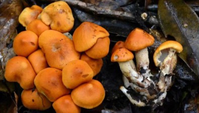 云南发现大型真菌新物种，定名为“永平囊皮伞”