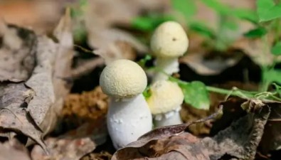 重庆巫溪：大球盖菇新品种“中菌金球盖1号”喜获丰收