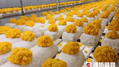 山东潍坊：蘑菇“住”方舱 提产又增质
