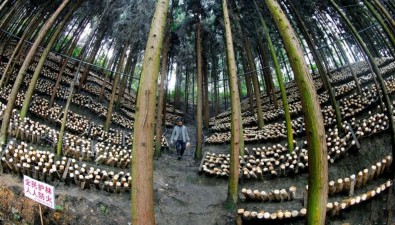 贵州黔南州：建成林下种植食用菌全产业链