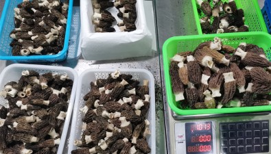 云南迪庆州：1-4月食用菌出口创汇329万元