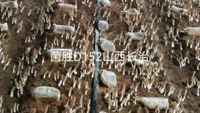 山东聊城：高产型六妹羊肚菌新菌株“菌胜D152”被成功选育