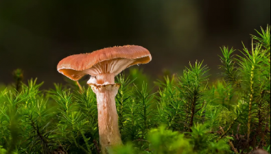 蘑菇|除了食物，还是一种可持续材料