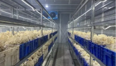湖南保靖：珊瑚猴头菇实现一年四季生产