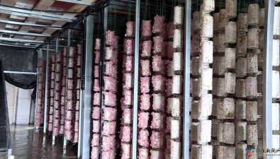 四川仪陇县：首批粉色木耳上市，预计产值140万元
