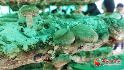 甘肃庆城：“小菌菇”串起循环农业“大链条”