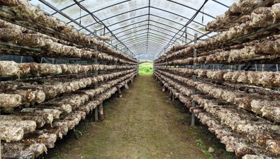 贵州开阳县久场村食用菌基地：预计生产60万棒香菇