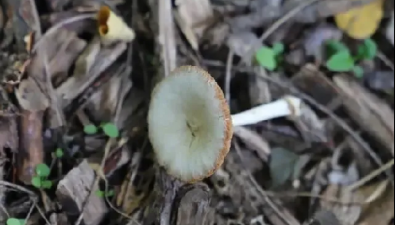 新发现这两种蘑菇，全国罕见！