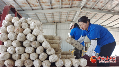 甘肃庆城：食用菌产业园下半年计划生产菌棒360万棒