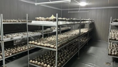 内蒙古杭锦旗：为食用菌基地无偿提供2000多袋优质菌种