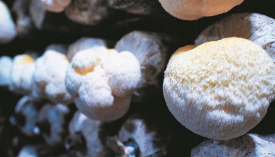 山东青州：猴头菇变身致富菇