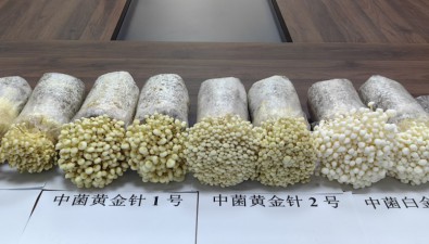 云南3个拥有自主知识产权的金针菇工厂化新品种通过鉴定