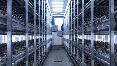 河南嵩县：智能化生产成为食用菌产业发展新亮点