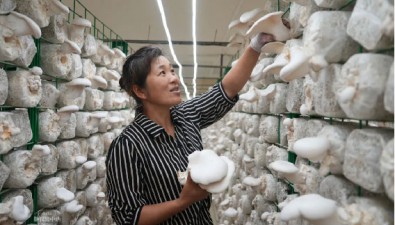 重庆永川何埂镇：形成秀珍菇为主导的产业发展格局