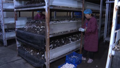 山西山阴县：种植双孢菇变废为宝，走出循环发展之路