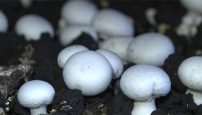山西山阴县：种植双孢菇等特色农产品，收入翻3-5倍