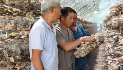 杨胜江：种植6个大棚香菇，年收入40多万元