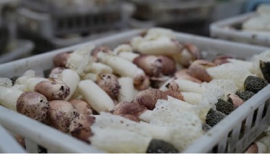 广西贵港市港北区：智能菇房种竹荪，质优价高供不应求