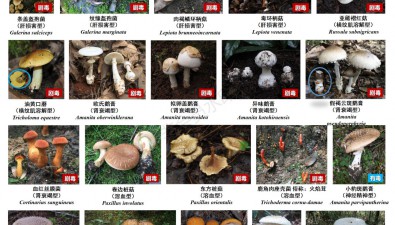 川渝地区常见毒蘑菇