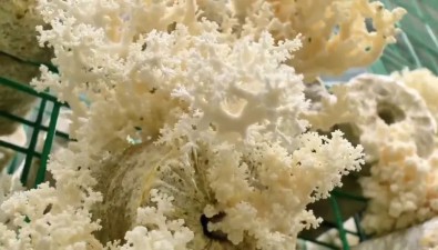 黑龙江海林：珊瑚状猴头菇破袋成“金”