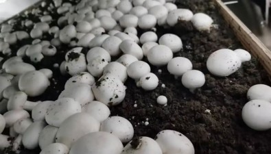 新疆额敏县：食用菌种植基地双孢菇产值达1300余万元