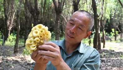 “钱”景不错！这里的林下菌菇试点取得成功