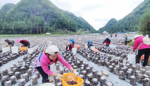 贵州织金县：金凤街道木耳基地40万棒木耳迎来丰收