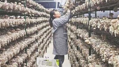 研發成果支撐我國食用菌產量增長2.38倍