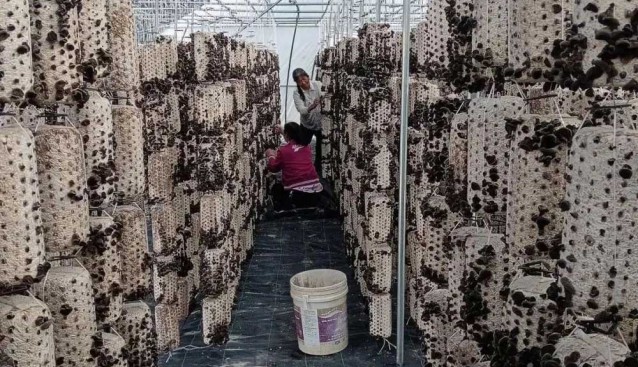 甘肃清水县：磨儿村食用菌基地木耳开采，预计产值35万元