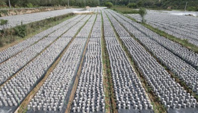 甘肅合水縣上半年食用菌產量達1500噸