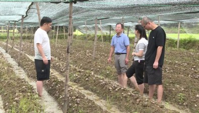 福建順昌縣：農技人員回訪指導竹蓀基地恢復生產