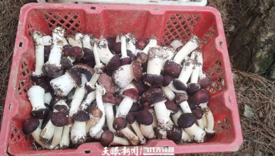 贵州贵阳：打造林下食用菌种植示范基地10个