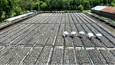 黑龍江榆樹川林場：食用菌總量達到760萬袋