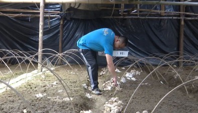 福建大田縣：這個鄉村種植食用菌有一套