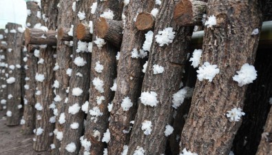 四川通江县：2024年银耳种植预计产量超300万斤