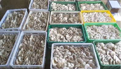 甘肃灵台：石坊村建成高标准温棚种菌菇