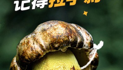 “菌駕”違法嗎？解答來了→