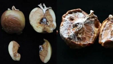 苹果上长蘑菇变“果菌王”，中国科学院博士回应：著名食用菌