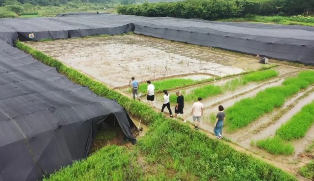福建顺昌县：农技人员指导竹荪种植户恢复生产