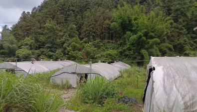 广西桂林市临桂区茶洞镇仁义村食用菌种植基地公开招租