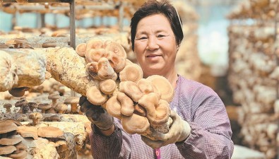 黑龍江延壽縣：1棟大棚產值14萬元，種花菇“錢”景好